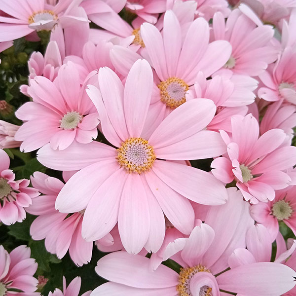 サイネリア:ティアクイーン ライトピンク5号鉢植え