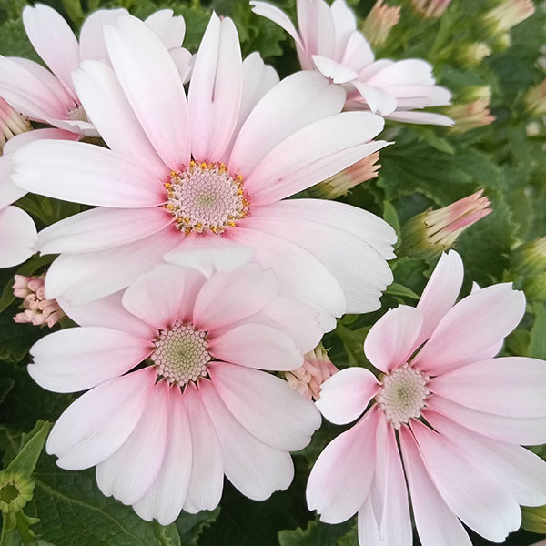 サイネリア:ティアクイーン ライトピンク5号鉢植え