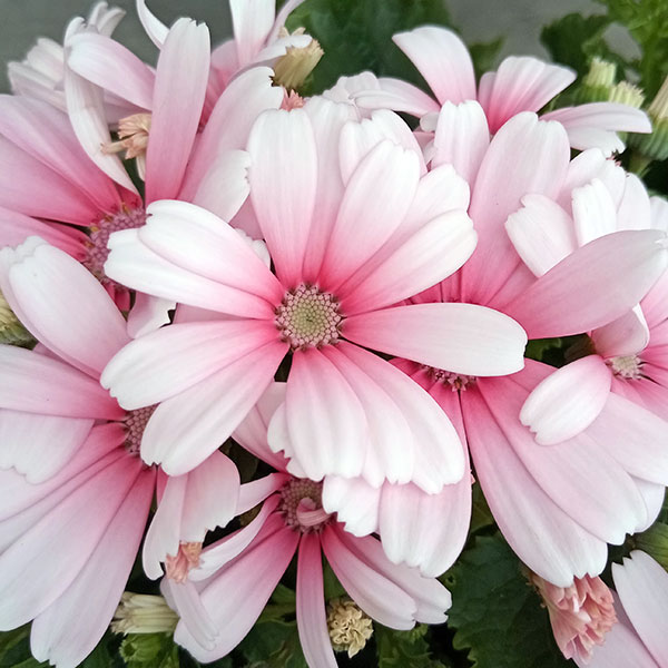 サイネリア:ティアクイーン ライトピンク5号鉢植え