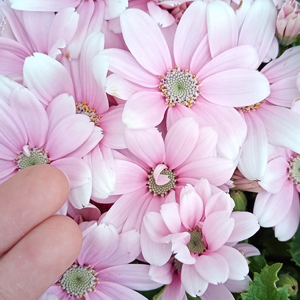 サイネリア:ティアクイーン ライトピンク5号鉢植え