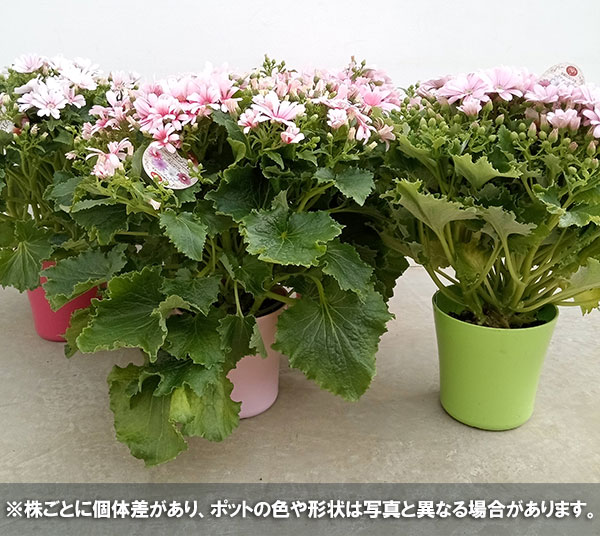 サイネリア:ティアクイーン ライトピンク5号鉢植え