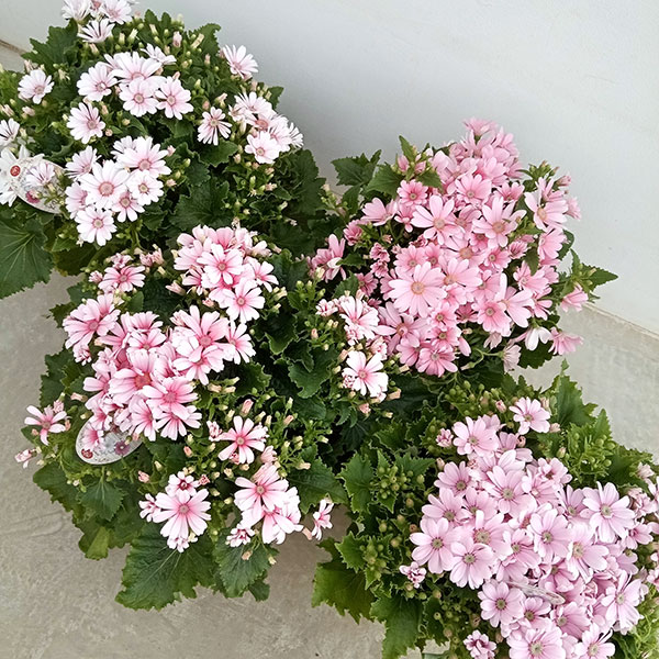 サイネリア:ティアクイーン ライトピンク5号鉢植え