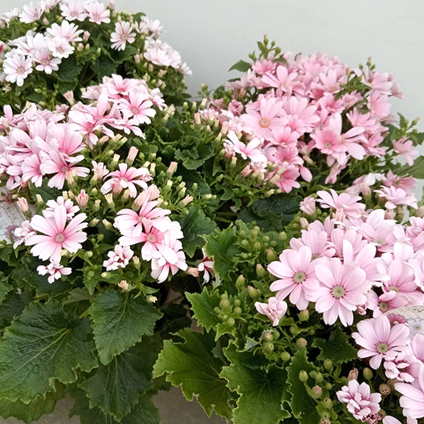 サイネリア:ティアクイーン ライトピンク5号鉢植え