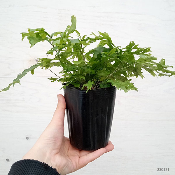 フレポディウム　ファラックス　3号