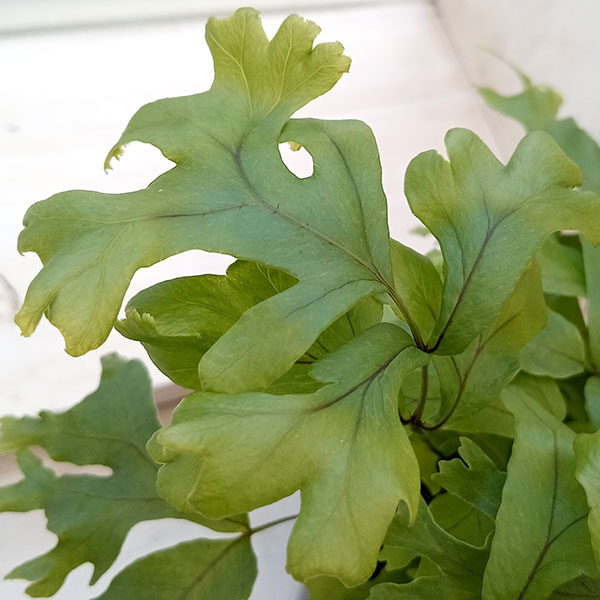 フレポディウム　ファラックス　3号