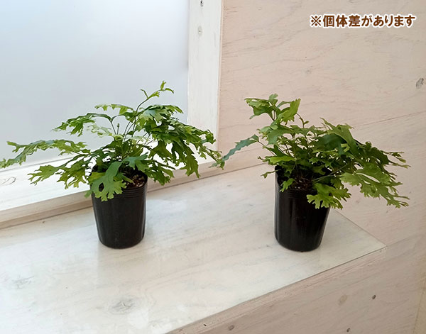 フレポディウム　ファラックス　3号