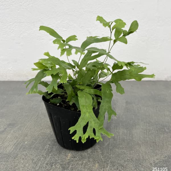 フレポディウム　ファラックス　3号