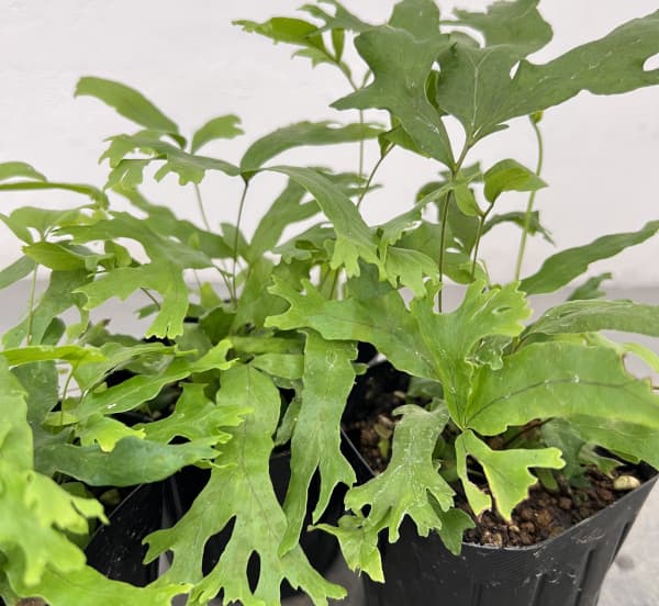 フレポディウム　ファラックス　3号