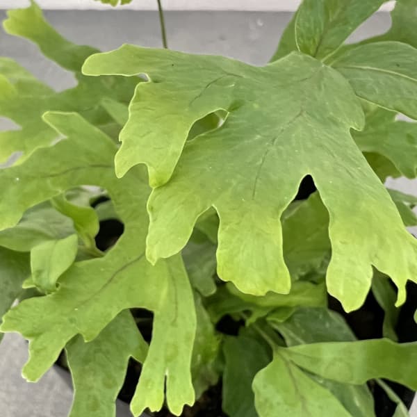 フレポディウム　ファラックス　3号