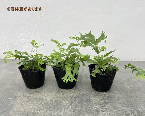 フレポディウム　ファラックス　3号