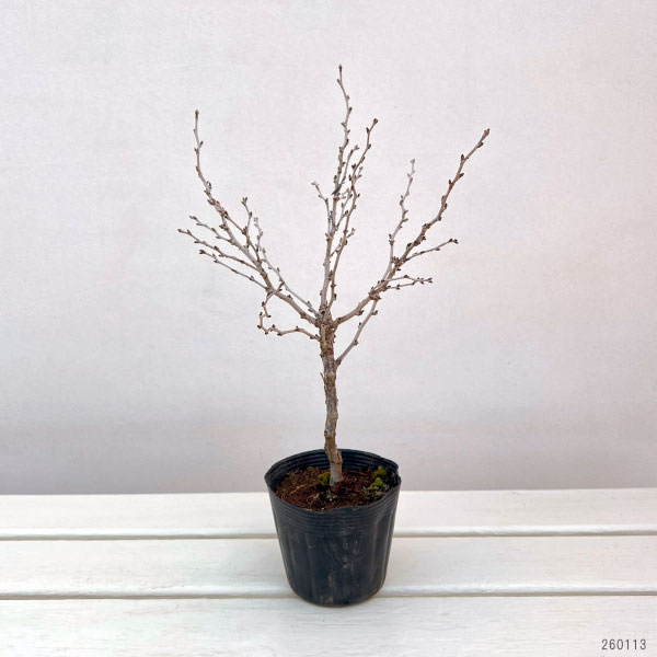 桜：湖上の舞（こじょうのまい）3.5号ポット[4月頃開花　鉢植えで花を咲かせる豆桜]