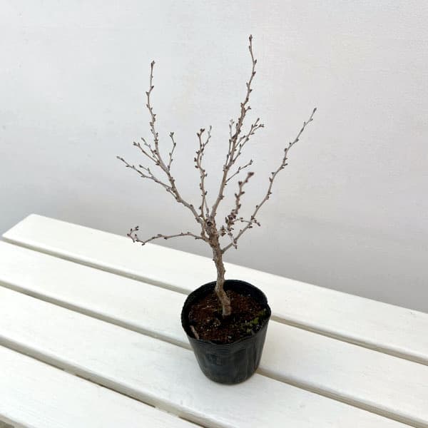 桜：湖上の舞（こじょうのまい）3.5号ポット[4月頃開花　鉢植えで花を咲かせる豆桜]