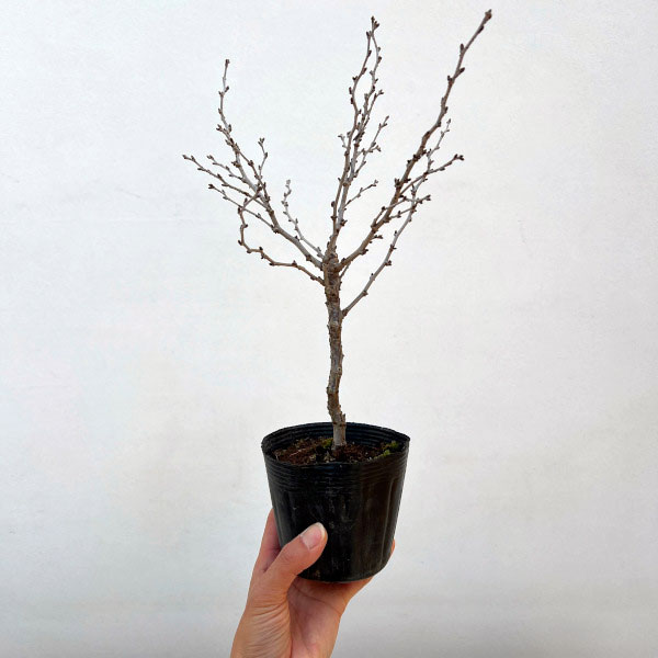 桜：湖上の舞（こじょうのまい）3.5号ポット[4月頃開花　鉢植えで花を咲かせる豆桜]