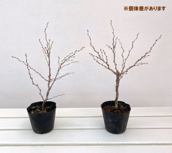 桜：湖上の舞（こじょうのまい）3.5号ポット[4月頃開花　鉢植えで花を咲かせる豆桜]