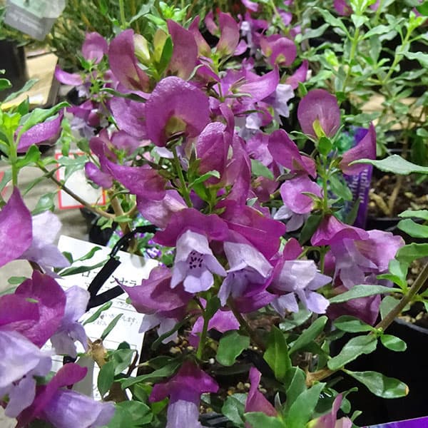 プロスタンテラ：マグニフィカ3号ポット