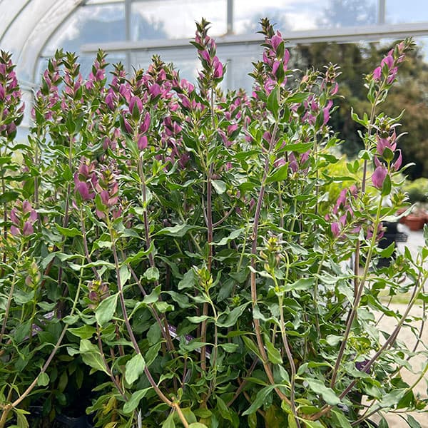 プロスタンテラ：マグニフィカ3号ポット