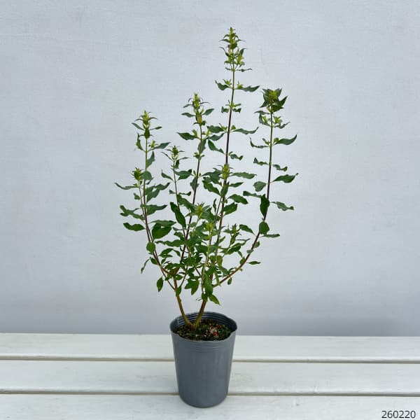 プロスタンテラ：マグニフィカ3号ポット