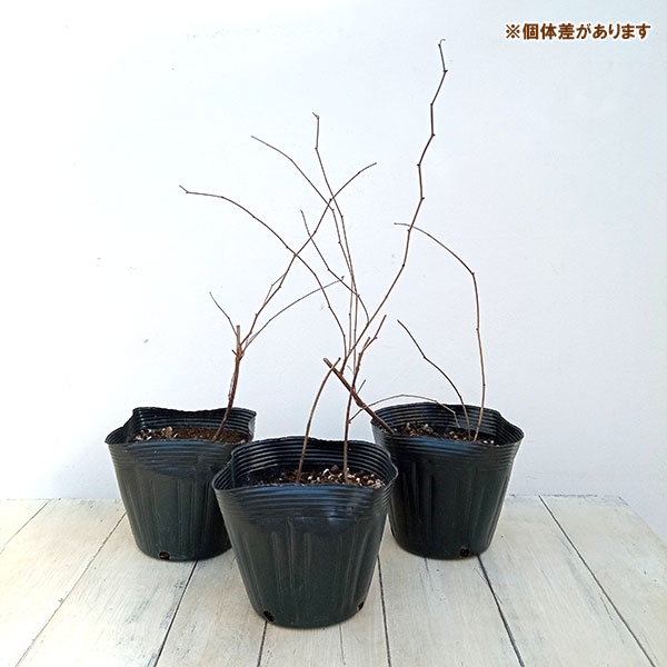 バプティシア：ルナエクリプス3.5号ポット