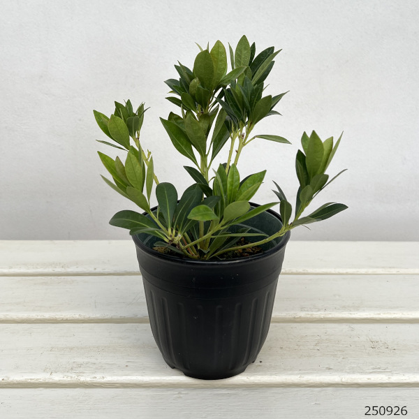 アセビ(馬酔木):スカーレットオハラ4.5-5号ポット