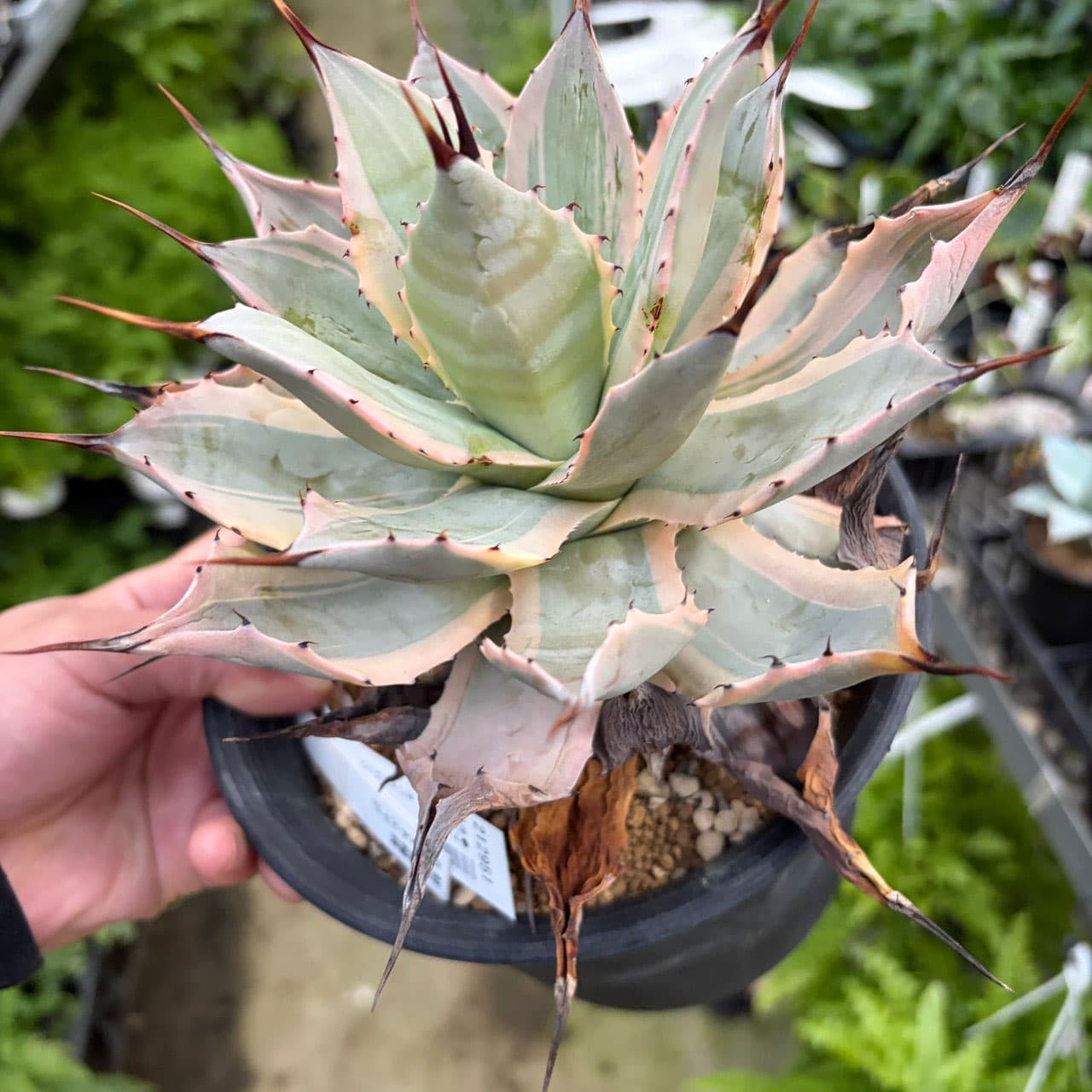 アガベ:ポタトラム ホワイトエッジ 5号