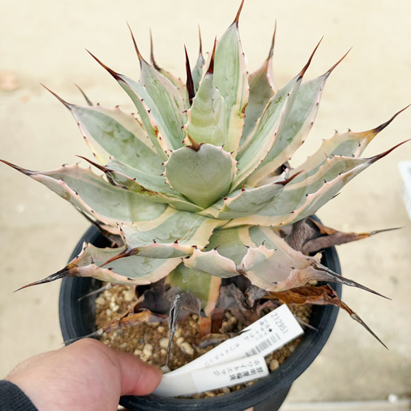 アガベ:ポタトラム ホワイトエッジ 5号