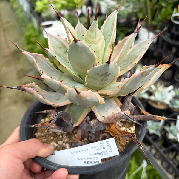 アガベ:ポタトラム ホワイトエッジ 5号