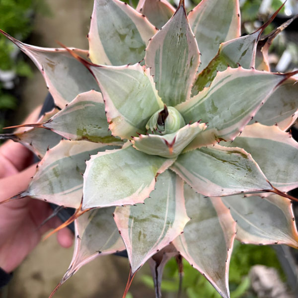 アガベ:ポタトラム ホワイトエッジ 5号