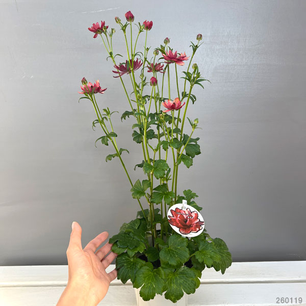 ラナンキュラス：ソルトムーン　あずき5号鉢植え