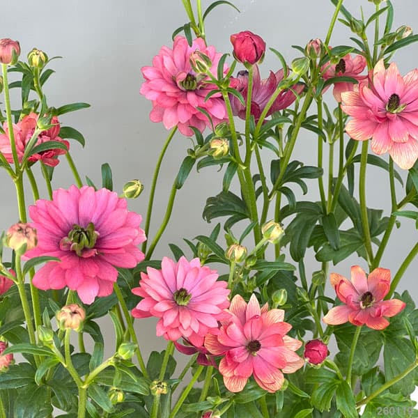 ラナンキュラス：ソルトムーン　あずき5号鉢植え