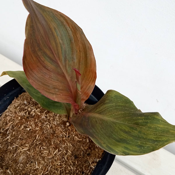 カンナ　モニーク苗　ポットごと　コンパクトボックス発送 カンナ モニーク苗 ポットごと コンパクトボックス発送 カンナ