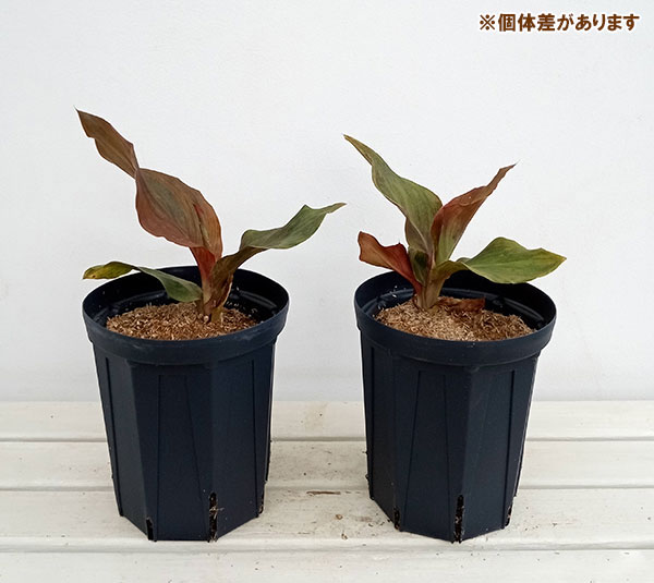 園芸ネット本店｜カンナ：モニーク6号鉢植え の通販【公式】