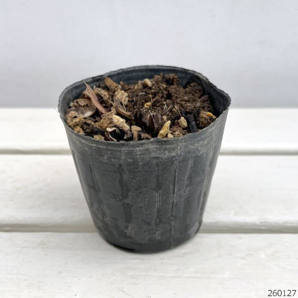 アヤメ:ノアヤメ（野菖蒲）3号ポット