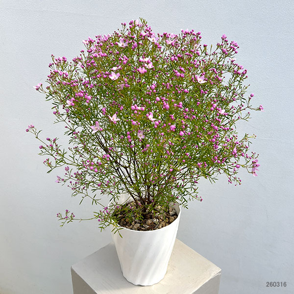 ボロニア：シドニー5号鉢植え