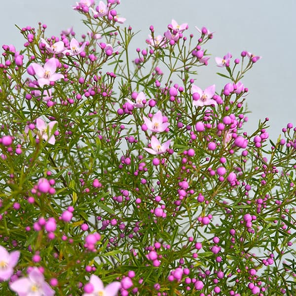 ボロニア：シドニー5号鉢植え