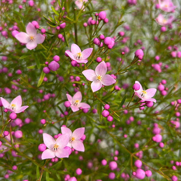 ボロニア：シドニー5号鉢植え