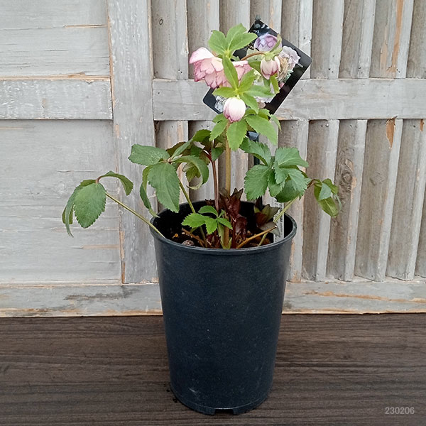 園芸ネット本店｜クリスマスローズ：セレクトダブル23-27／2Lポット の