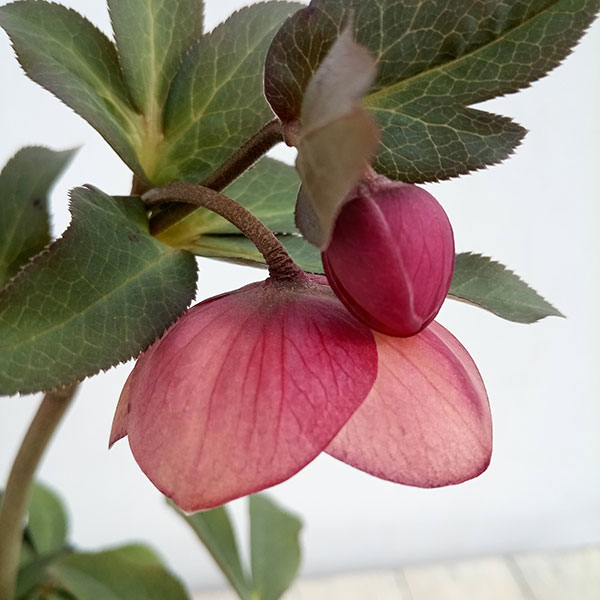 専用　クリスマスローズ 園芸ネット本店｜クリスマスローズ：*エレガンスフレアピンク4.5号