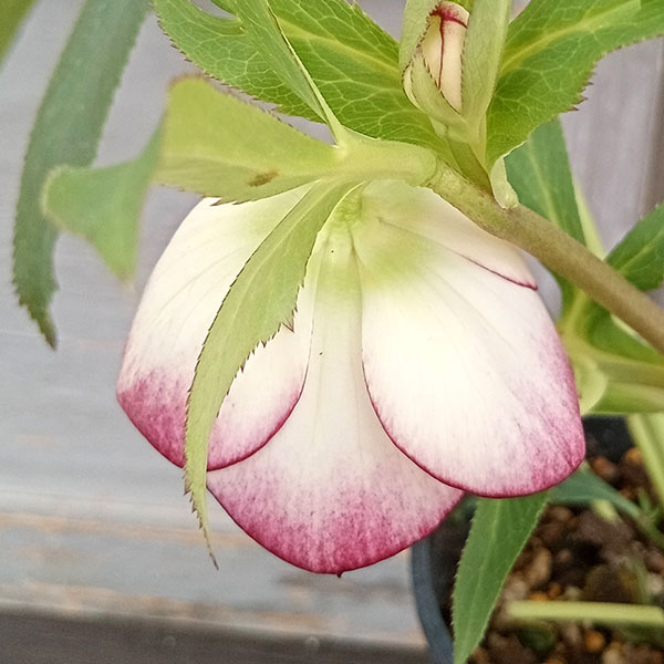 クリスマスローズ....その2 園芸ネット本店｜クリスマスローズ：セレクトセミダブル24-13／2L