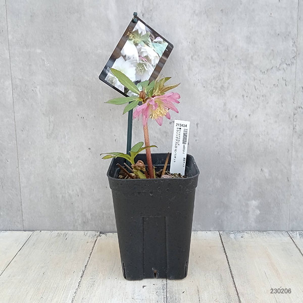 ウィンターローズ 2Fの増量 1点 園芸ネット本店｜クリスマスローズ：スウィングダブル23-02／1Lポット