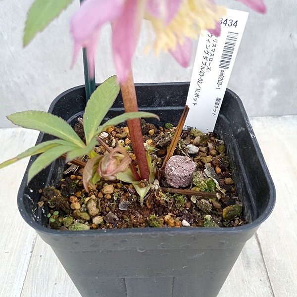 園芸ネット本店｜クリスマスローズ：スウィングダブル23-02／1Lポット