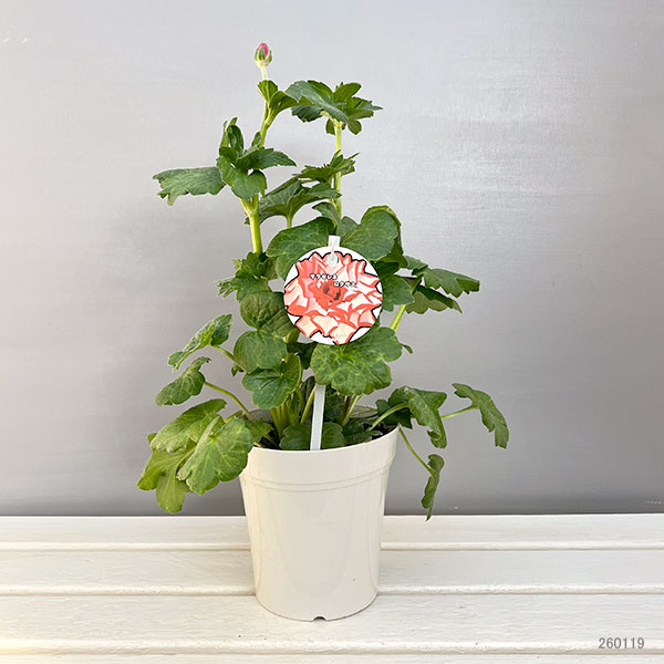 ラナンキュラス：サラセレネ　ロクサス5号鉢植え