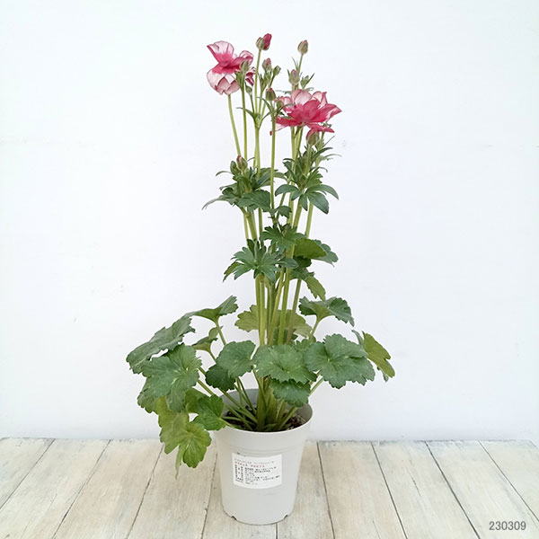 ラナンキュラス 園芸ネット本店｜ラナンキュラス：サラセレネ アロピクス5号鉢 の通販