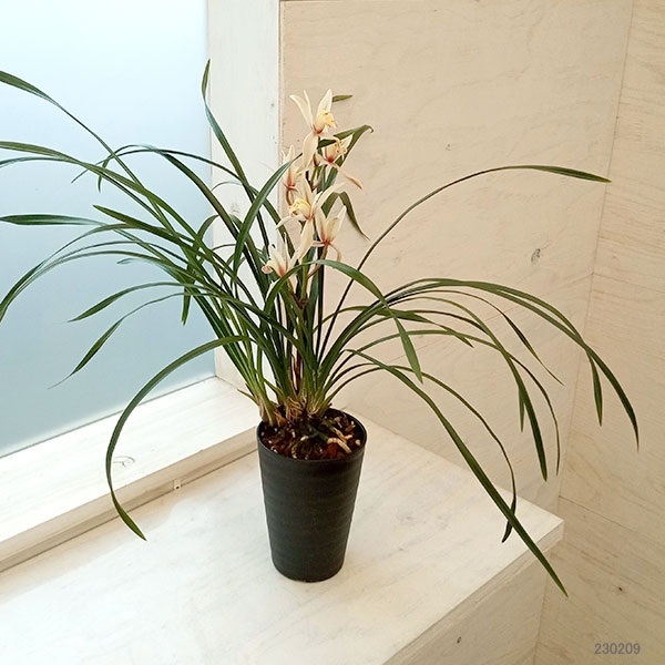 ワラン(和蘭):羽衣 花芽付 4号