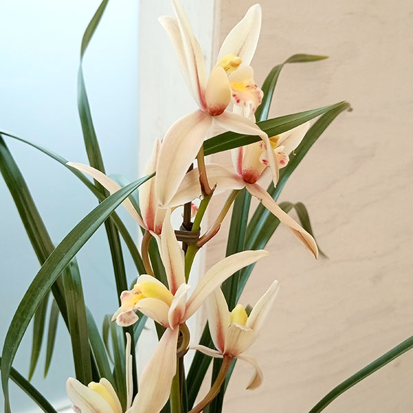 ワラン(和蘭):羽衣 花芽付 4号