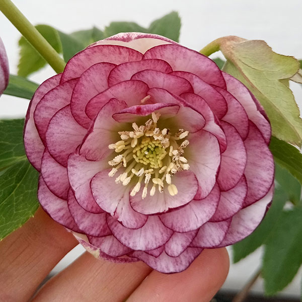 園芸ネット本店｜若泉ファームさんのクリスマスローズ：ダブル23-44