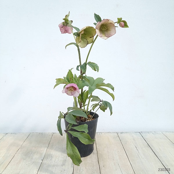 【専用出品です】クリスマスローズ クリスマスローズ「桜利休かすり」開花株 ③ 【発送は土・日に