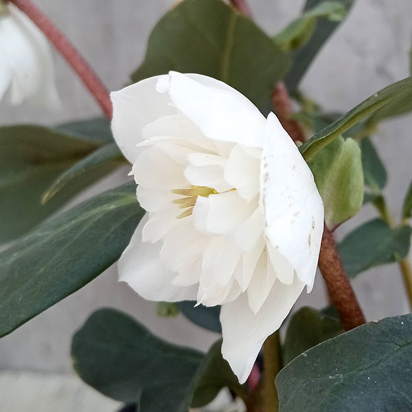 園芸ネット本店｜細川さんのクリスマスローズ：ニゲルダブル23-03／4号