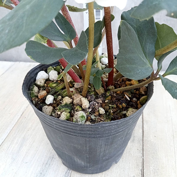 園芸ネット本店｜細川さんのクリスマスローズ：ニゲルダブル23-03／4号