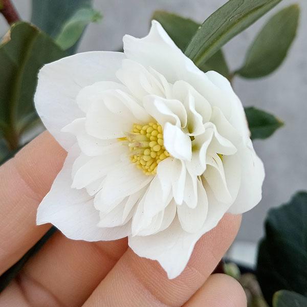 園芸ネット本店｜細川さんのクリスマスローズ：ニゲルダブル23-03／4号