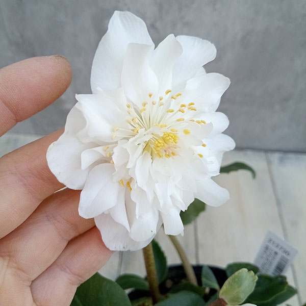 園芸ネット本店｜細川さんのクリスマスローズ：ニゲルダブル23-04／4号